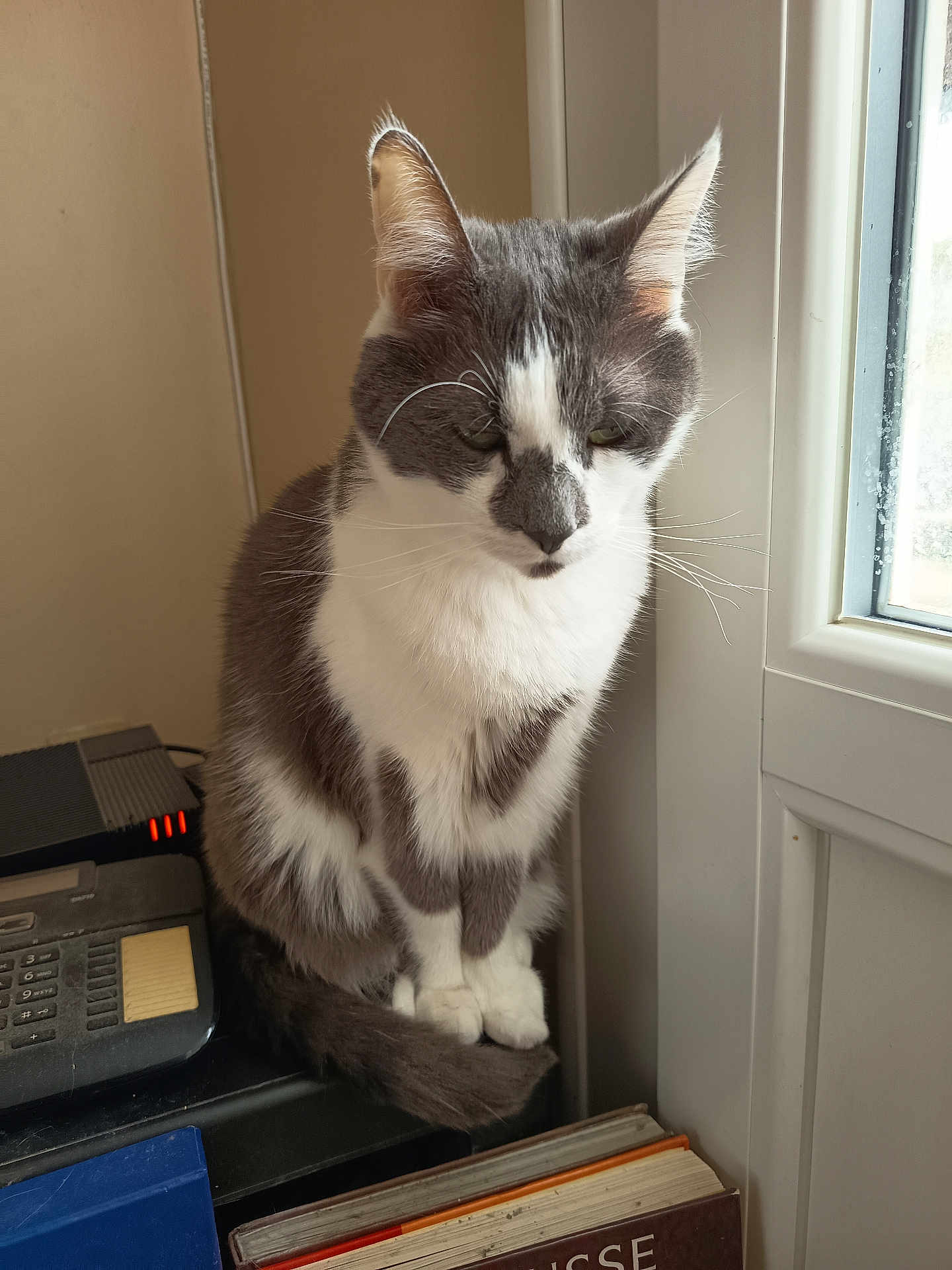 Vaiana participe au concours pour gagner de l'argent avec cette photo : cat, gray_and_white, sitting, indoor, window, desk, books, electronics, telephone, tail, fur, whiskers, quiet, still_life, pet, domestic_animal, resting, calm, natural_light, curious