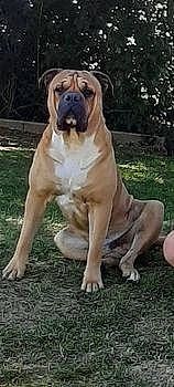 Django participe au concours pour gagner de l'argent avec cette photo : ancient_dog_breeds, canidae, carnivore, companion_dog, dog, dog_breed, fawn, grass, non_sporting_group, plant, terrestrial_animal, tree, working_animal, working_dog