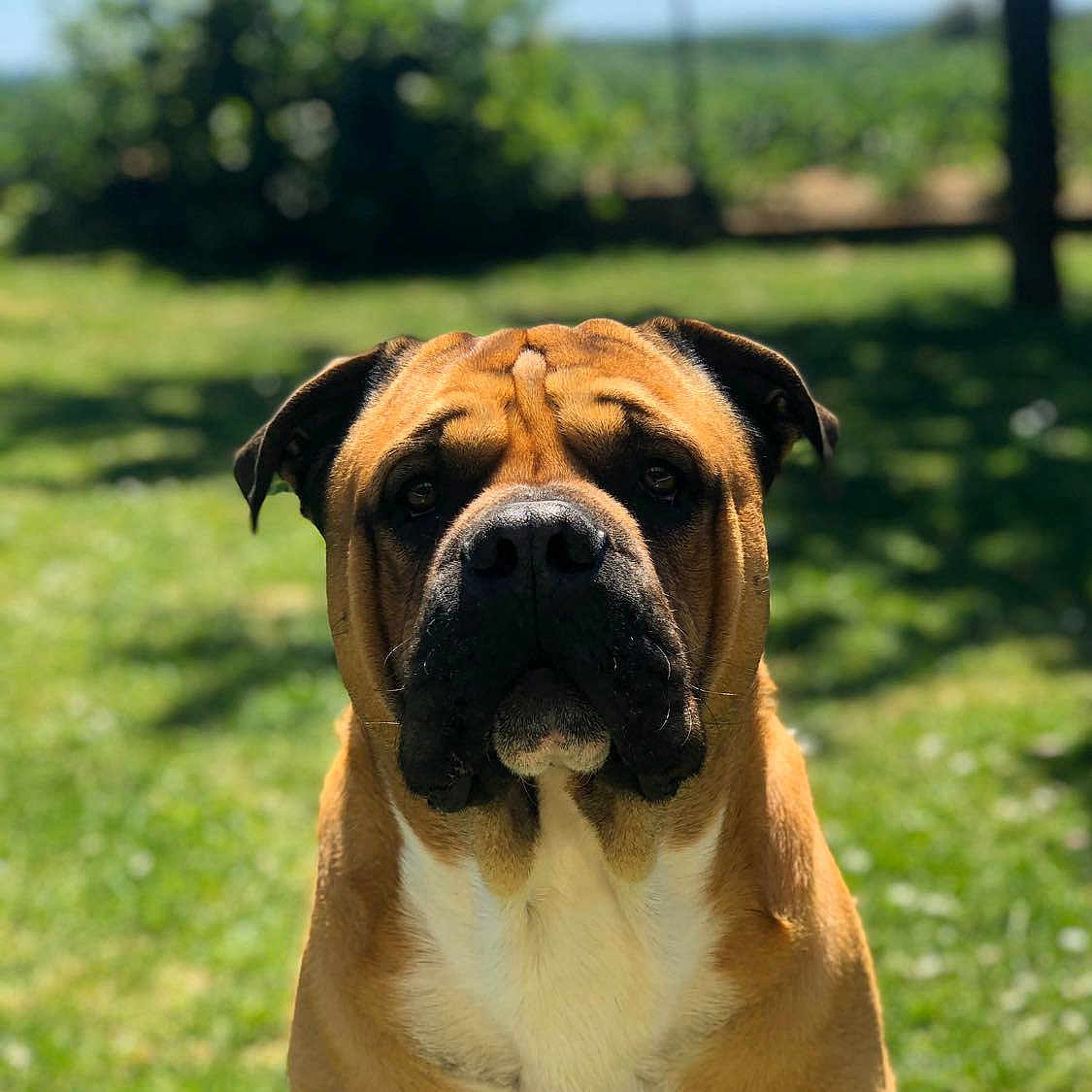 Django