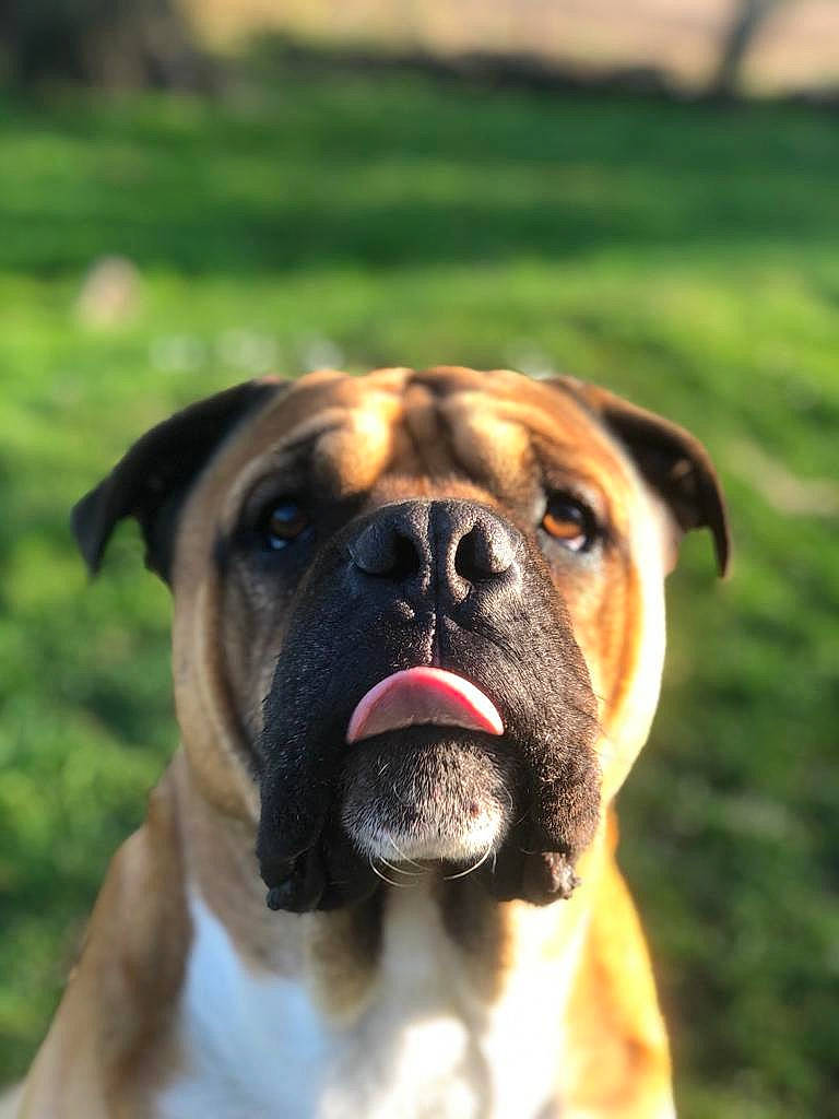 Django participe au concours pour gagner de l'argent avec cette photo : ancient_dog_breeds, biting, canidae, carnivore, collar, companion_dog, dog, dog_breed, fawn, grass, guard_dog, molosser, non_sporting_group, snout, sporting_group, symmetry, terrestrial_animal, whiskers, working_dog, wrinkle