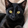 Dragnir participe au concours pour gagner de l'argent avec cette photo : animal, black_cat, blanket, cat, close_up, comfort, cozy, cute, ears, feline, fur, indoor, mammal, nose, pet, portrait, relaxed, soft_texture, whiskers, yellow_eyes