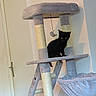 black_cat, kitten, cat_tree, indoor, pet, animal, furniture, door, wall, toy, scratching_post, small_cat, curious, perched, soft_light, home, cute, playful, domestic_animal, resting_place
