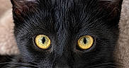 Dragnir participe au concours pour gagner de l'argent avec cette photo : alert, animal, black_cat, cat, close_up, cozy, curious, cute, domestic_cat, ears, face, feline, focused, fur, indoor, pet, portrait, soft_background, whiskers, yellow_eyes