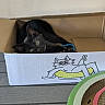 black_cat, cat, cardboard_box, cartoon_cat, scratching_pad, wooden_floor, pet, indoor, playful, curious, feline, animal, box, toy, relaxed, cute, domestic_cat, whiskers, ears, eyes