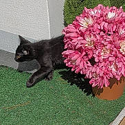 Dragnir a rejoint le concours — aidez-le/la à gagner de superbes lots ! animal, black_cat, corner, curious_cat, cute, exploration, feline, flower_pot, green_carpet, houseplant, indoor_plant, kitten, nature, pet, pet_life, pink_flowers, potted_plant, shadow, small_cat, white_wall