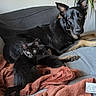 animal, black_cat, black_dog, blanket, cat, companion, couch, cozy, cute, dog, domestic, friendship, fur, home, indoor, living_room, pet, plant, relaxing, resting