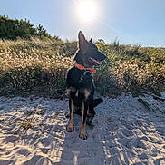Arès a rejoint le concours — aidez-le/la à gagner de superbes lots ! dog, sitting, sand, sunlight, shadow, grass, bushes, outdoor, nature, canine, collar, sunny, daytime, blue_sky, pet, animal, muzzle, ears, happy, landscape