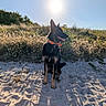 dog, sitting, sand, sunlight, shadow, grass, bushes, outdoor, nature, canine, collar, sunny, daytime, blue_sky, pet, animal, muzzle, ears, happy, landscape