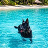dog, water, swimming, beach, tropical, palm_trees, sunny, outdoor, animal, canine, summer, vacation, nature, blue_water, wet, tongue_out, playful, pet, recreation, holiday