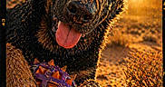 Arès a rejoint le concours — aidez-le/la à gagner de superbes lots ! dog, sand, desert, sunset, ball, playful, animal, outdoor, tongue_out, closeup, golden_hour, nature, pet, fur, ears, ground, happy, toy, sunlight, texture