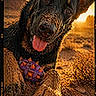 dog, sand, desert, sunset, ball, playful, animal, outdoor, tongue_out, closeup, golden_hour, nature, pet, fur, ears, ground, happy, toy, sunlight, texture