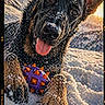 dog, german_shepherd, puppy, snow, toy, ball, tongue_out, playful, outdoor, sunset, snowflakes, animal, pet, winter, cute, fur, ears, nose, closeup, nature