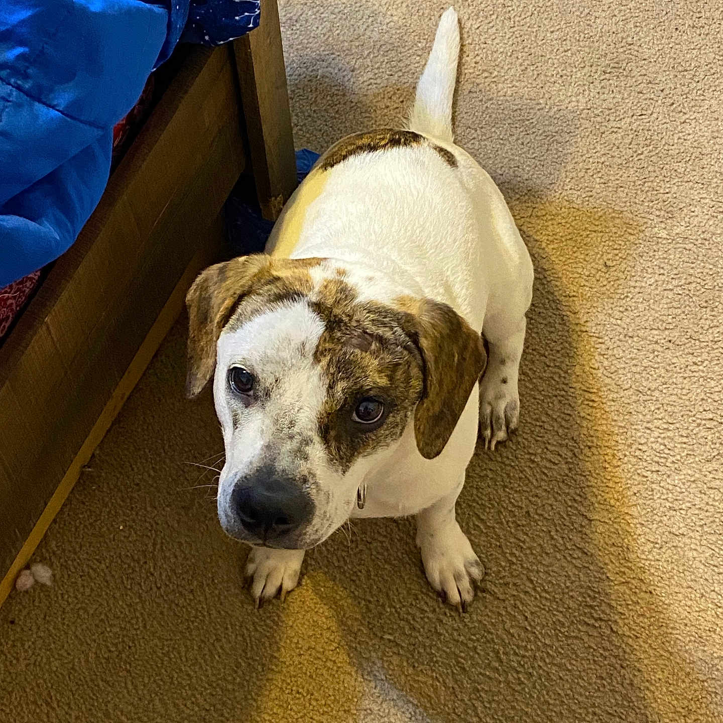 Susie is registered to the contest to win money with this photo: adult, animal, canine, document, dog, dogbed, hardwood, hound, male, man, person, pet, puppy, racket, receipt, snout, sport, stainedwood, text, wood