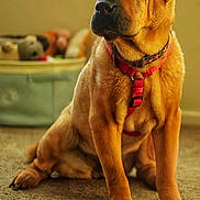 Bella joined the competition — help win amazing prizes! dog, pet, indoor, carpet, brown_fur, pink_harness, sitting, animal, canine, furniture, basket, toys, blurred_background, closeup, portrait, domestic, companion, cute, fur, paws