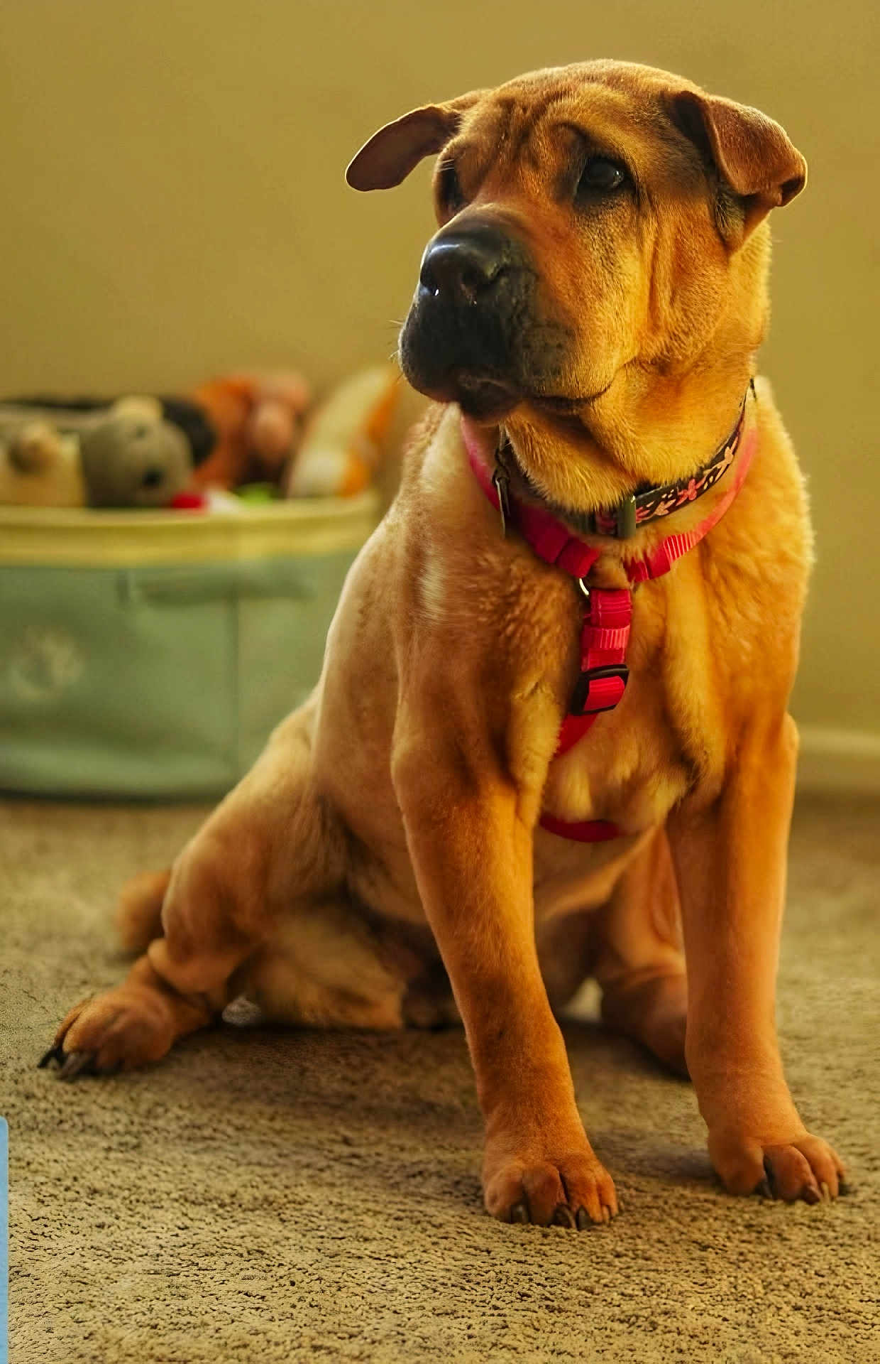 Bella joined the competition — help win amazing prizes! dog, pet, indoor, carpet, brown_fur, pink_harness, sitting, animal, canine, furniture, basket, toys, blurred_background, closeup, portrait, domestic, companion, cute, fur, paws