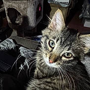 Chico is registered to the contest to win money with this photo: cat, tabby_cat, close_up, whiskers, green_eyes, feline, pet, indoor, cozy, fur, animal, cute, domestic_cat, resting, cat_tree, blanket, soft_lighting, curious, portrait, mammal