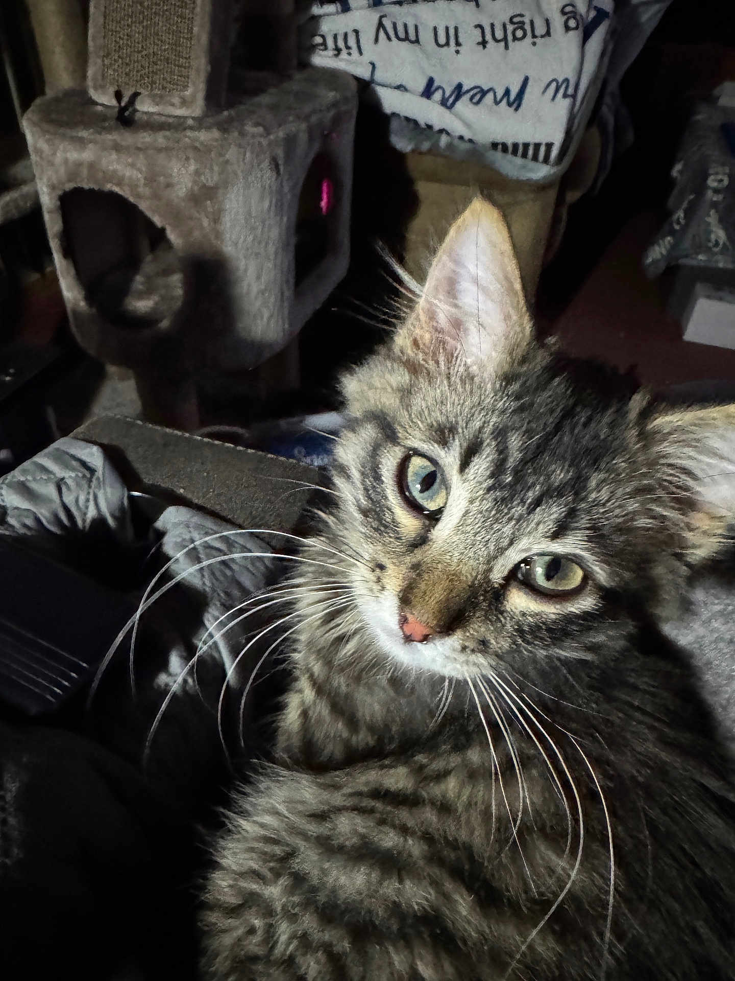 Chico is registered to the contest to win money with this photo: cat, tabby_cat, close_up, whiskers, green_eyes, feline, pet, indoor, cozy, fur, animal, cute, domestic_cat, resting, cat_tree, blanket, soft_lighting, curious, portrait, mammal