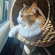 Boulette participe au concours pour gagner de l'argent avec cette photo : abyssinian, animal, armchair, basket, bed, cat, chair, cradle, furniture, hardwood, kitten, manx, pet, wood