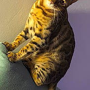 Twix a rejoint le concours — aidez-le/la à gagner de superbes lots ! abyssinian, animal, architecture, building, cat, chair, couch, cushion, egyptiancat, furniture, homedecor, kitten, manx, ocelot, pet, wall