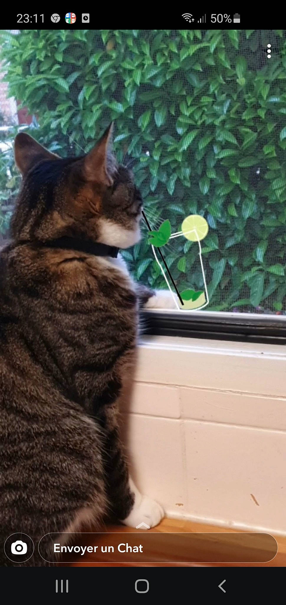 Chipinette a rejoint le concours — aidez-le/la à gagner de superbes lots ! carnivore, cat, domestic_short_haired_cat, fawn, felidae, flowerpot, fur, grass, houseplant, plant, sitting, small_to_medium_sized_cats, snout, tail, terrestrial_animal, tree, whiskers, wildlife, window, wood