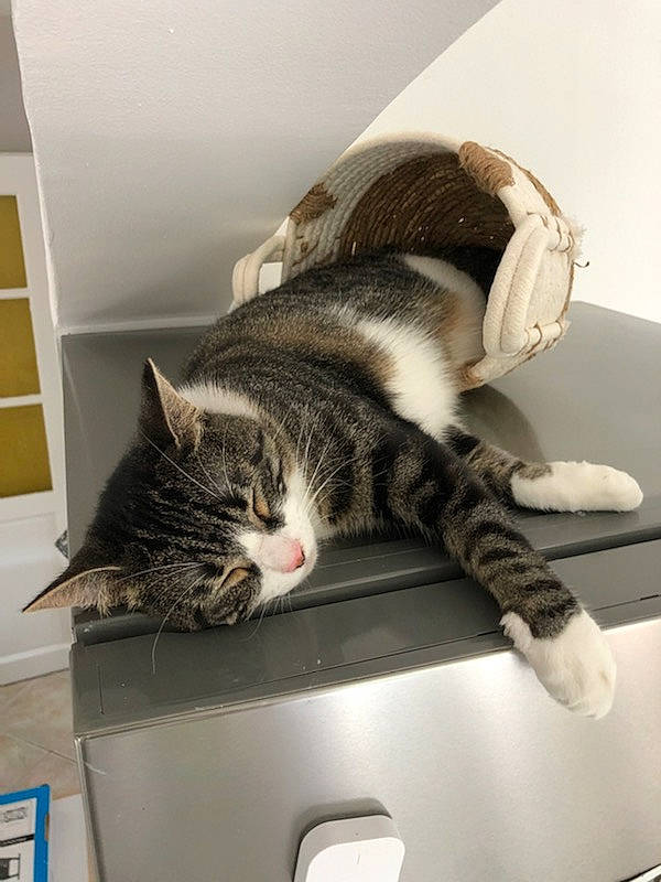 Chipinette participe au concours pour gagner de l'argent avec cette photo : box, cardboard, carnivore, cat, ceiling, comfort, domestic_short_haired_cat, felidae, fur, hardwood, home_appliance, paw, room, shelf, shelving, small_to_medium_sized_cats, tail, washing_machine, whiskers, wood