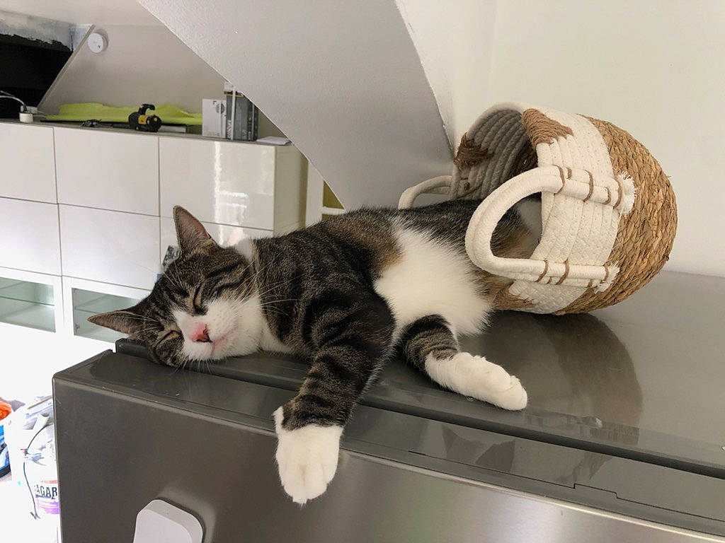 Chipinette a rejoint le concours — aidez-le/la à gagner de superbes lots ! box, cabinetry, carnivore, cat, claw, comfort, domestic_short_haired_cat, felidae, flooring, fur, hardwood, home_appliance, kitchen_appliance, major_appliance, pet_supply, room, small_to_medium_sized_cats, tail, whiskers, wood