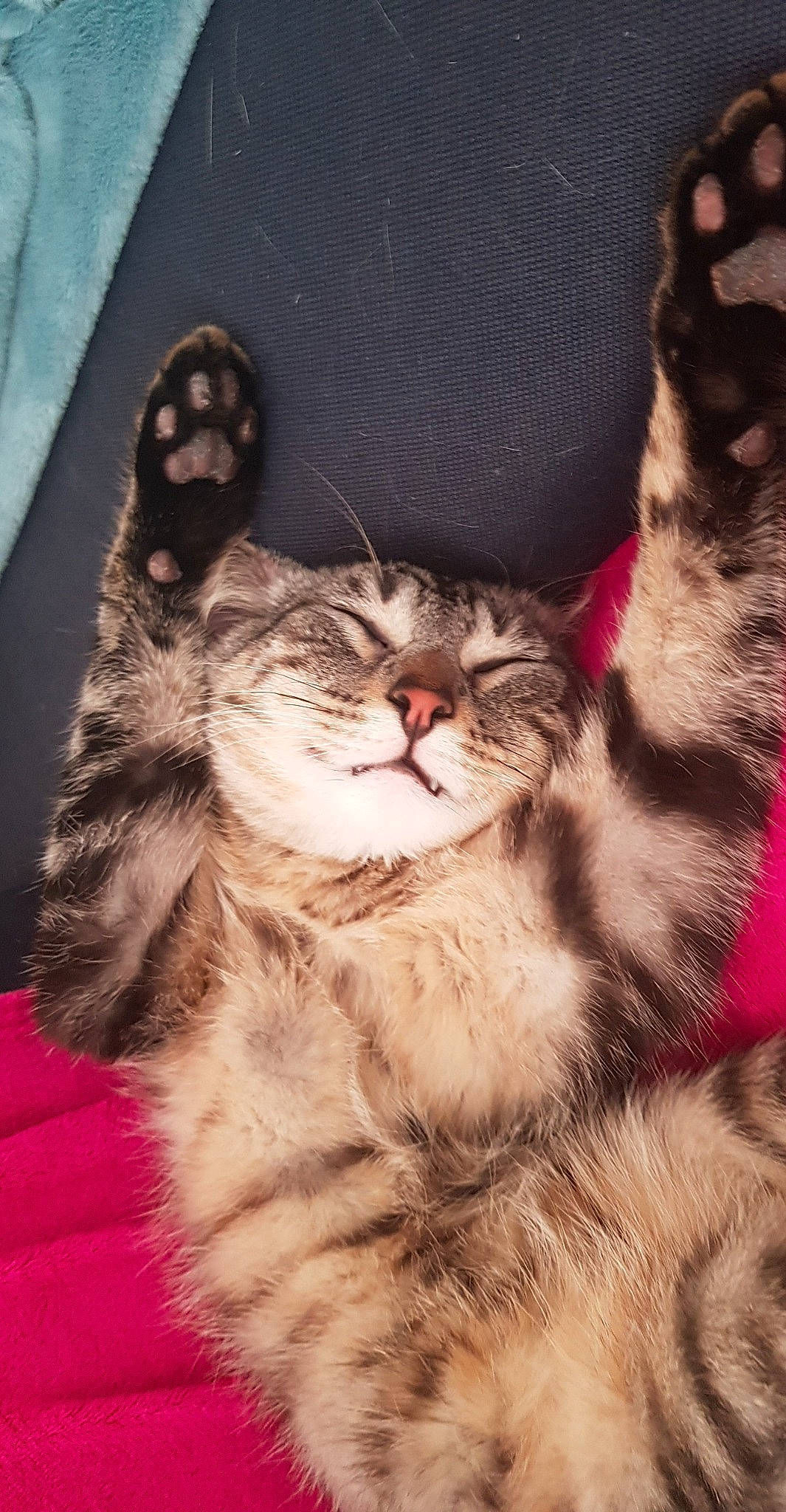 Bébé a rejoint le concours — aidez-le/la à gagner de superbes lots ! carnivore, cat, claw, comfort, domestic_short_haired_cat, ear, event, felidae, foot, fur, gesture, lap, mammal, paw, sitting, small_to_medium_sized_cats, snout, tail, vertebrate, whiskers