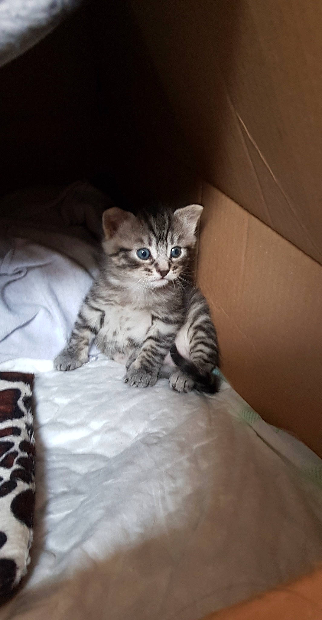 Bébé participe au concours pour gagner de l'argent avec cette photo : bed, bedding, carnivore, cat, claw, comfort, domestic_short_haired_cat, drawer, felidae, fur, grey, hardwood, linens, paw, plant, room, sitting, small_to_medium_sized_cats, whiskers, wood