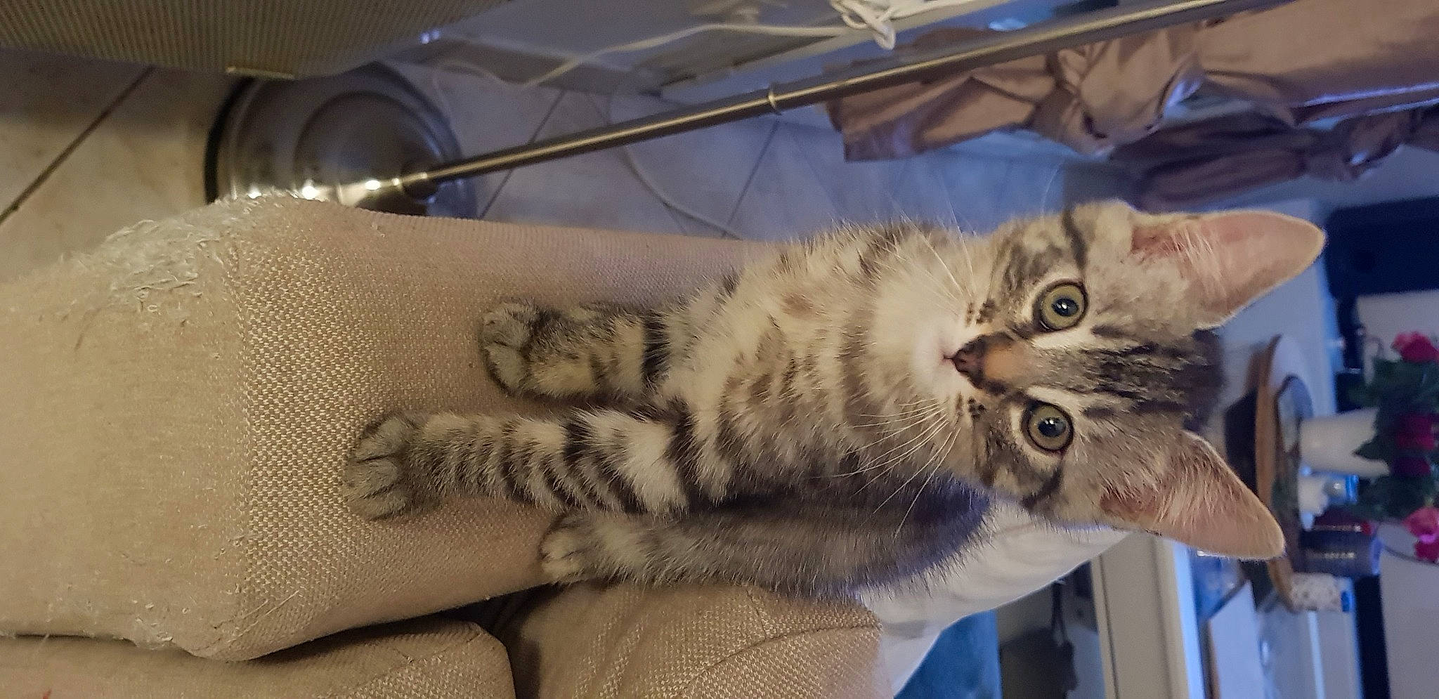 Bébé participe au concours pour gagner de l'argent avec cette photo : carnivore, cat, claw, comfort, domestic_short_haired_cat, felidae, fur, nap, paw, sleep, small_to_medium_sized_cats, snout, tail, whiskers