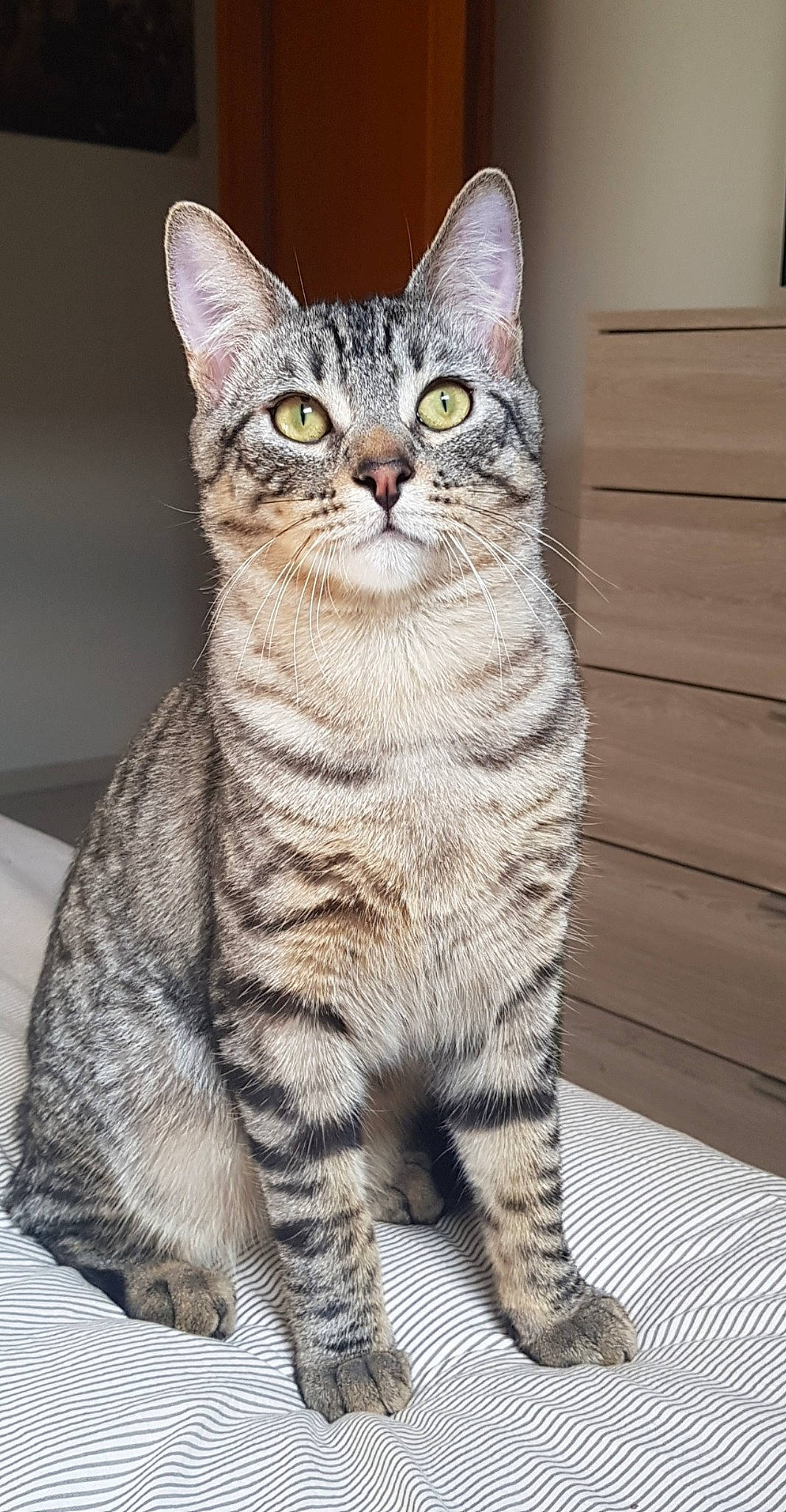 Bébé a rejoint le concours — aidez-le/la à gagner de superbes lots ! carnivore, cat, felidae, fur, pattern, rectangle, sitting, small_to_medium_sized_cats, snout, tail, terrestrial_animal, whiskers, wildlife