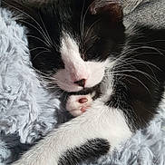 Nala a rejoint le concours — aidez-le/la à gagner de superbes lots ! adorable, animal, black_and_white, cat, closeup, comfort, cozy, cute, fluffy_blanket, fur, indoors, kitten, nap, paw, pet, relaxation, resting, sleeping, soft_texture, whiskers