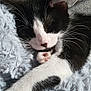 adorable, animal, black_and_white, cat, closeup, comfort, cozy, cute, fluffy_blanket, fur, indoors, kitten, nap, paw, pet, relaxation, resting, sleeping, soft_texture, whiskers
