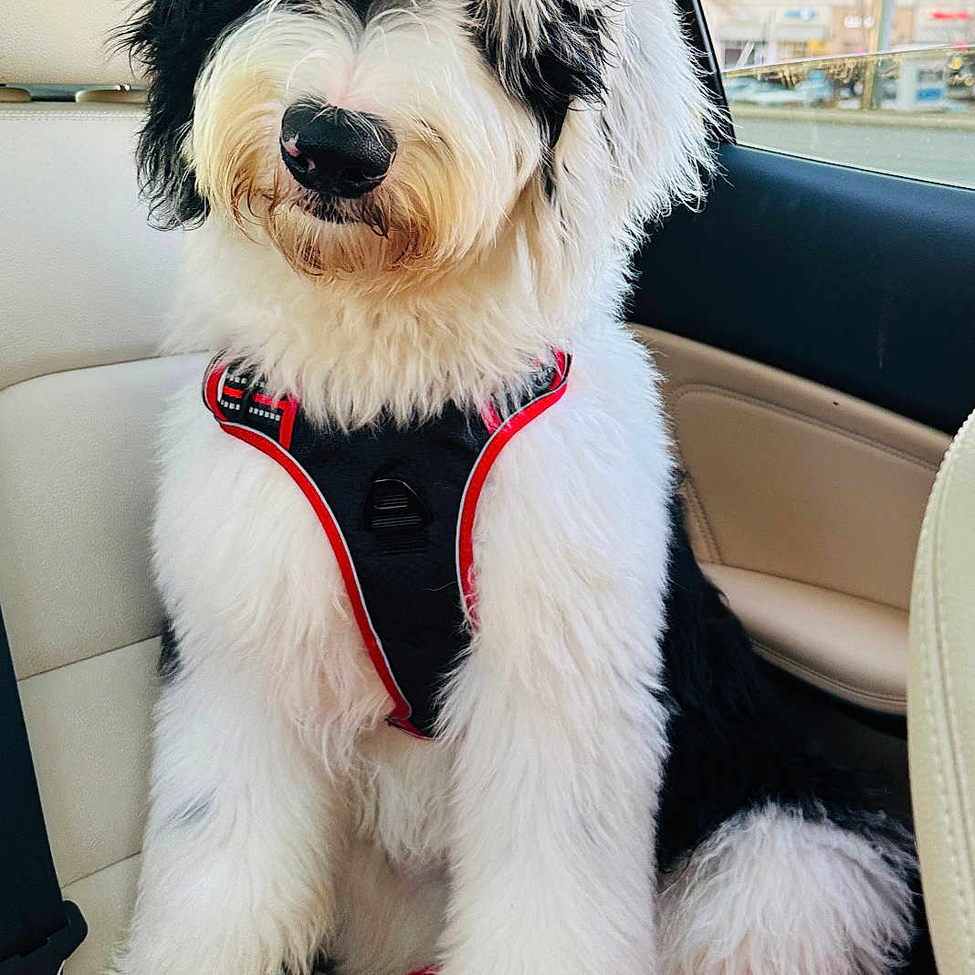 Halen is registered to the contest to win money with this photo: animal, black_and_white, blanket, canine, car, car_interior, companion, dog, domestic_animal, fluffy, fur, harness, indoors, leash, pet, portrait, seat, sitting, sunlight, window