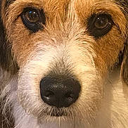 Caleb a rejoint le concours — aidez-le/la à gagner de superbes lots ! dog, close_up, face, snout, nose, eyes, fur, wire_hair, brown_fur, white_fur, black_nose, portrait, pet, animal, canine, looking_at_camera, scruffy, long_hair, symmetrical, indoor