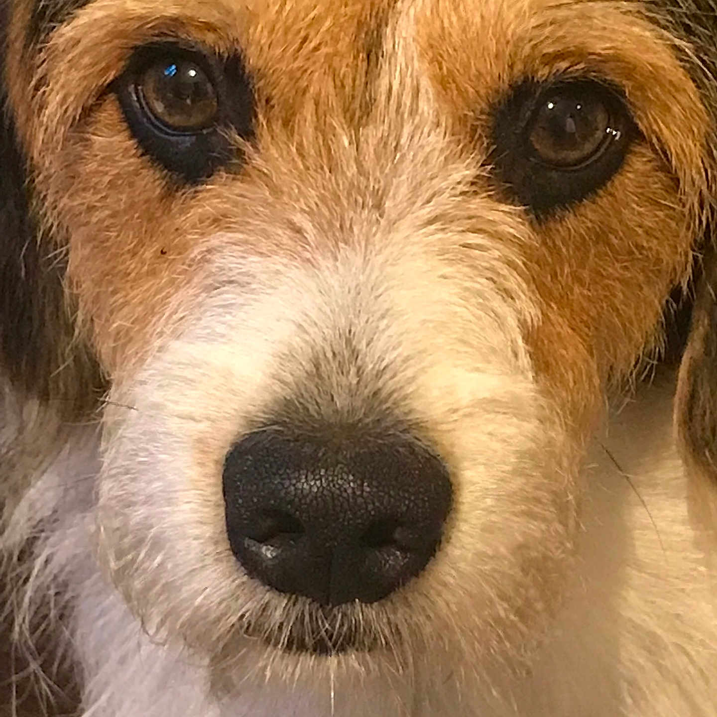 Caleb a rejoint le concours — aidez-le/la à gagner de superbes lots ! dog, close_up, face, snout, nose, eyes, fur, wire_hair, brown_fur, white_fur, black_nose, portrait, pet, animal, canine, looking_at_camera, scruffy, long_hair, symmetrical, indoor