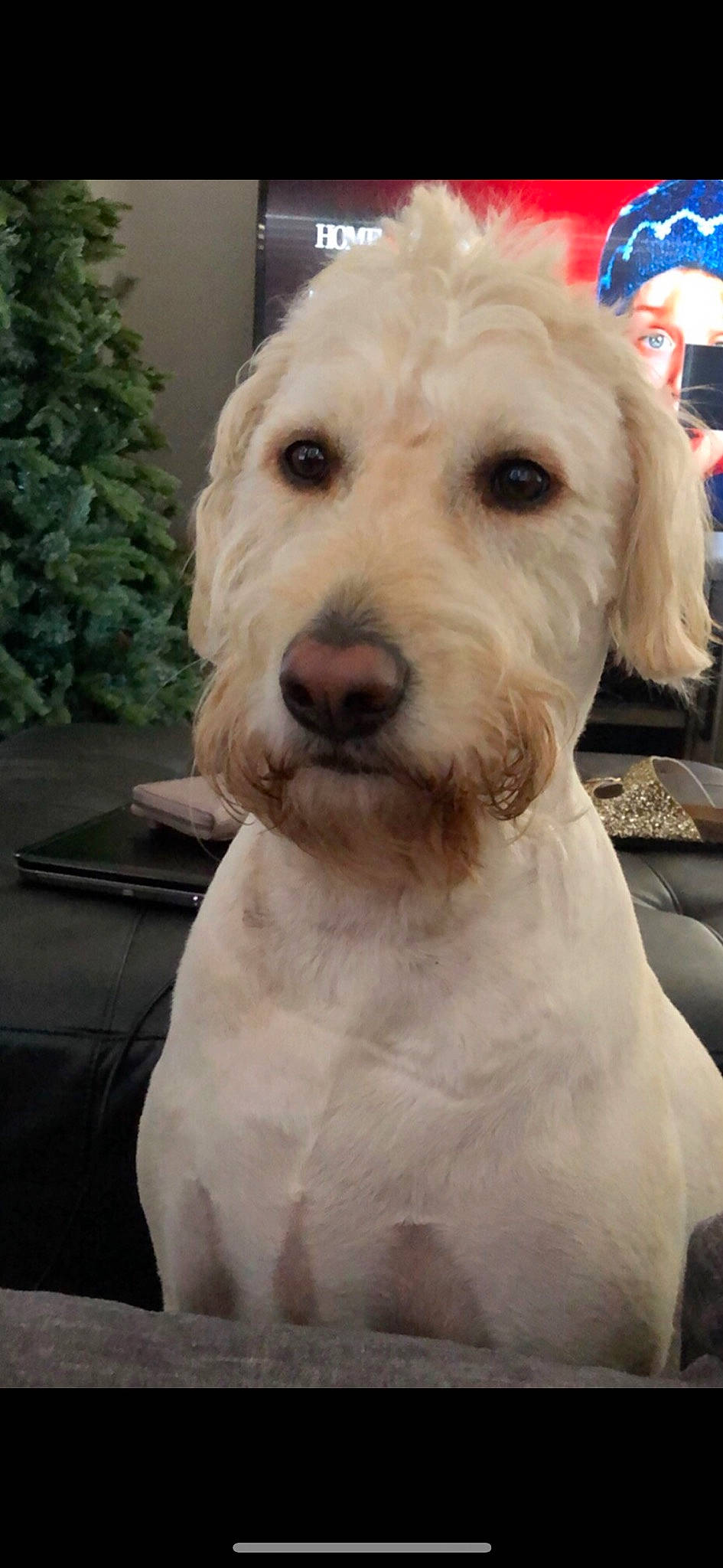 Boomer joined the competition — help win amazing prizes! briquet_griffon_vendeen, canidae, carnivore, companion_dog, dog, dog_breed, goldendoodle, irish_soft_coated_wheaten_terrier, labradoodle, mammal, non_sporting_group, poodle_crossbreed, puppy, rare_breed_dog, schnoodle, sealyham_terrier, sporting_group, vertebrate