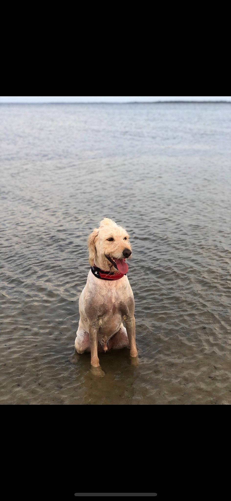 Boomer joined the competition — help win amazing prizes! canidae, carnivore, companion_dog, dog, dog_breed, golden_retriever, labradoodle, labrador_retriever, mammal, non_sporting_group, poodle, puppy, retriever, sea, sporting_group, vertebrate, west_highland_white_terrier