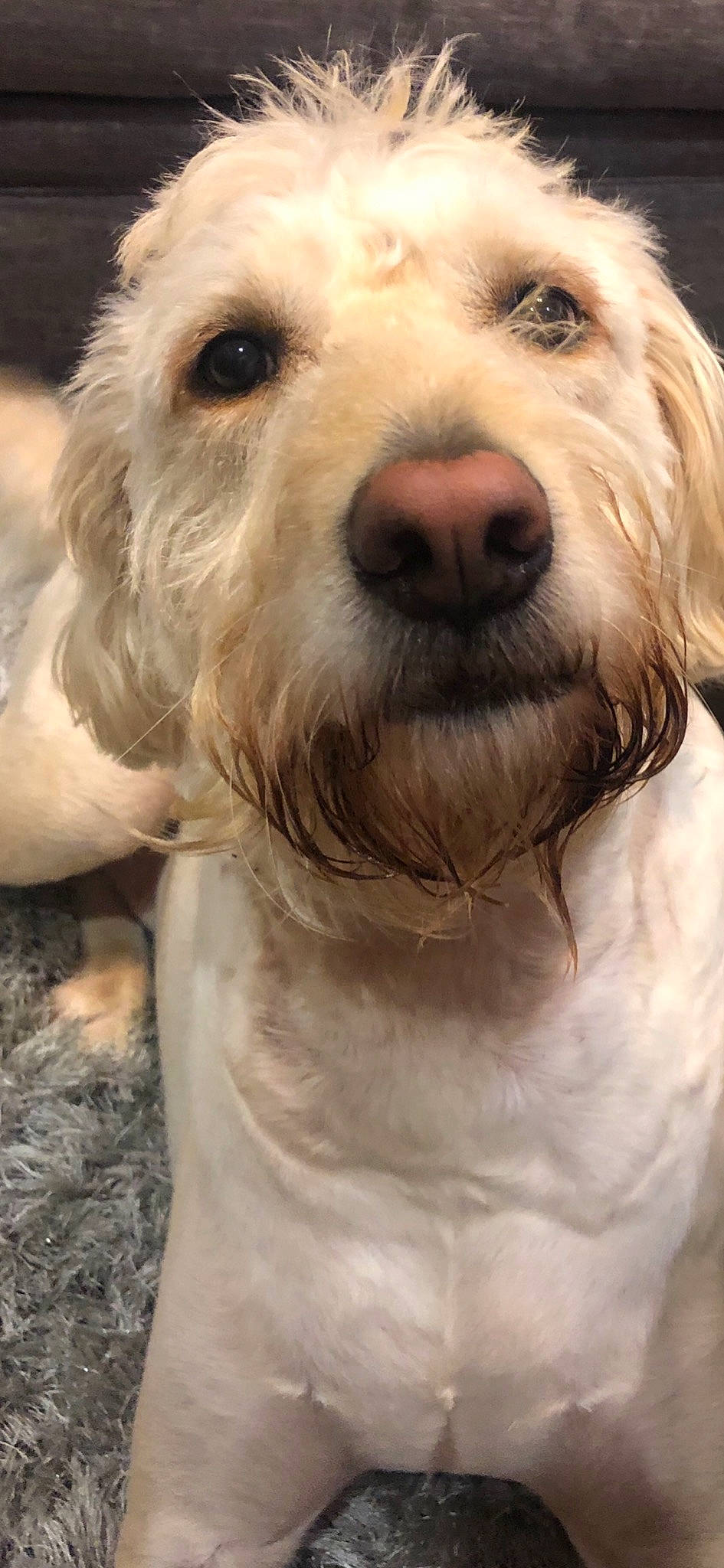 Boomer joined the competition — help win amazing prizes! basset_fauve_de_bretagne, briquet_griffon_vendeen, canidae, carnivore, companion_dog, dog, dog_breed, dutch_smoushond, grand_basset_griffon_vendeen, hunting_dog, irish_soft_coated_wheaten_terrier, istrian_coarse_haired_hound, mammal, petit_basset_griffon_vendeen, poodle_crossbreed, rare_breed_dog, schnoodle, snout, sporting_group, vertebrate