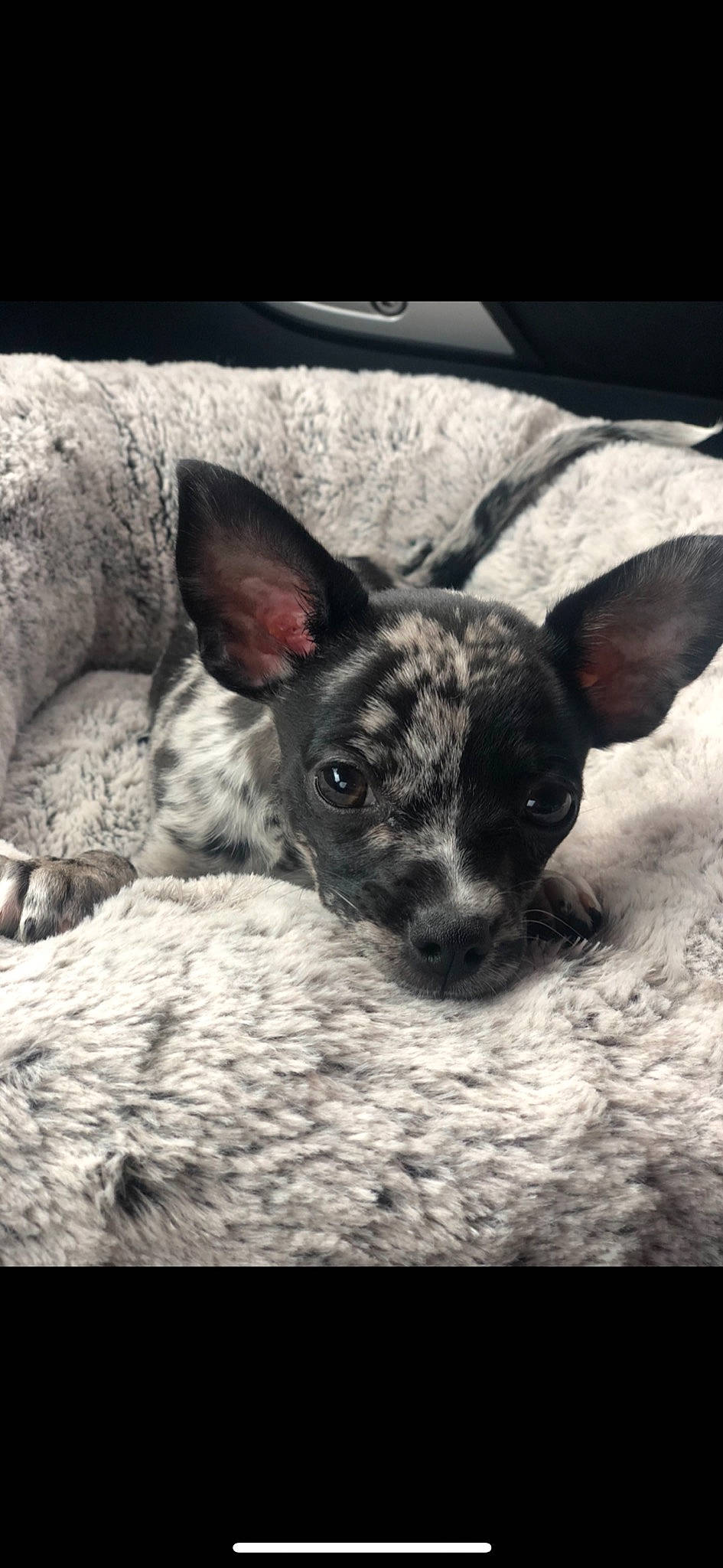 Chance is registered to the contest to win money with this photo: american_hairless_terrier, canidae, carnivore, chihuahua, dog, dog_breed, ear, mammal, non_sporting_group, puppy, snout, sporting_group, toy_dog, vertebrate