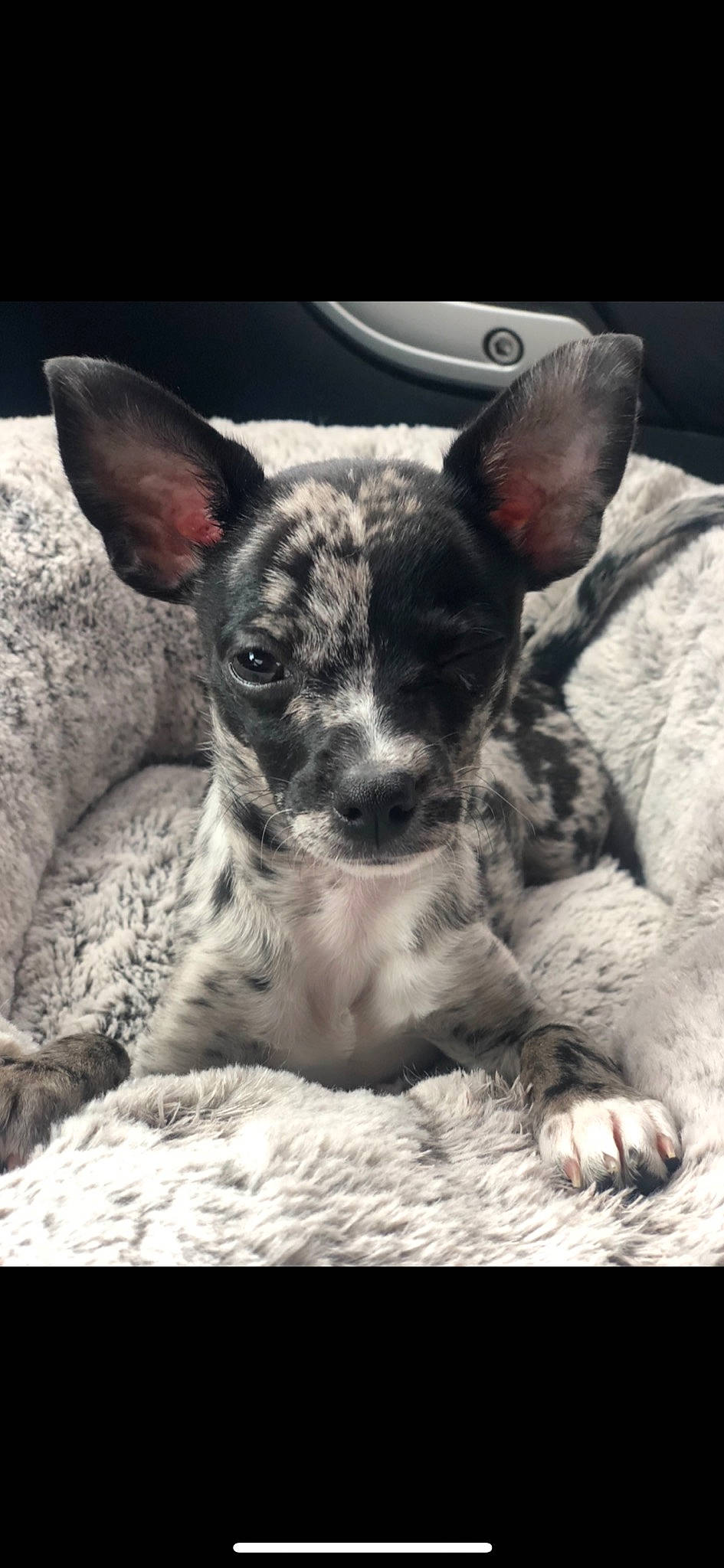 Chance joined the competition — help win amazing prizes! canidae, carnivore, chihuahua, dog, dog_breed, koolie, mammal, puppy, rare_breed_dog, snout, sporting_group, texas_heeler, vertebrate