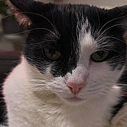 Suki joined the competition — help win amazing prizes! black_and_white, cat, close_up, companion, cozy, ears, face, feline, fur, green_eyes, indoors, muzzle, pet, pink_nose, portrait, relaxed, sitting, tuxedo_cat, whisker_detail, whiskers