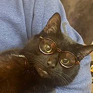Richard is registered to the contest to win money with this photo: black_cat, cat, pet, animal, glasses, eyewear, portrait, close_up, indoor, cozy, blue_clothing, black_fur, whiskers, ears, nose, eyes, looking_at_camera, lounging, warm_lighting, funny