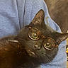 black_cat, cat, pet, animal, glasses, eyewear, portrait, close_up, indoor, cozy, blue_clothing, black_fur, whiskers, ears, nose, eyes, looking_at_camera, lounging, warm_lighting, funny