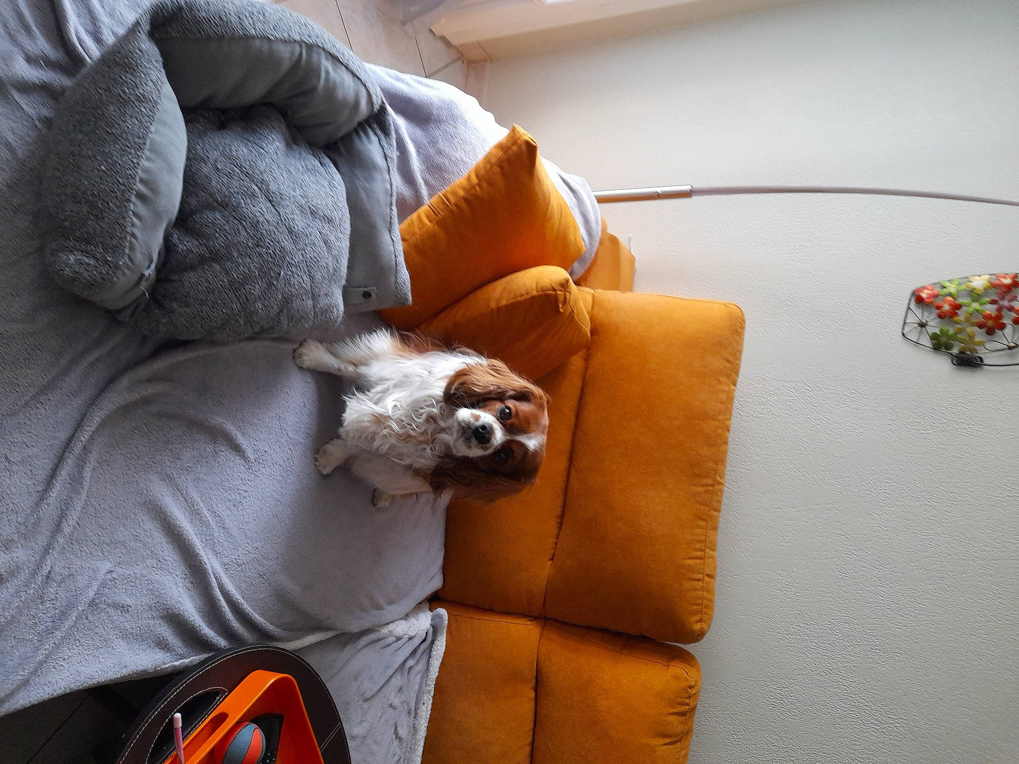 Maika a rejoint le concours — aidez-le/la à gagner de superbes lots ! bag, calabaza, carnivore, cat, comfort, companion_dog, couch, fawn, felidae, flooring, fur, linens, orange, pillow, room, small_to_medium_sized_cats, textile, throw_pillow, whiskers, wood