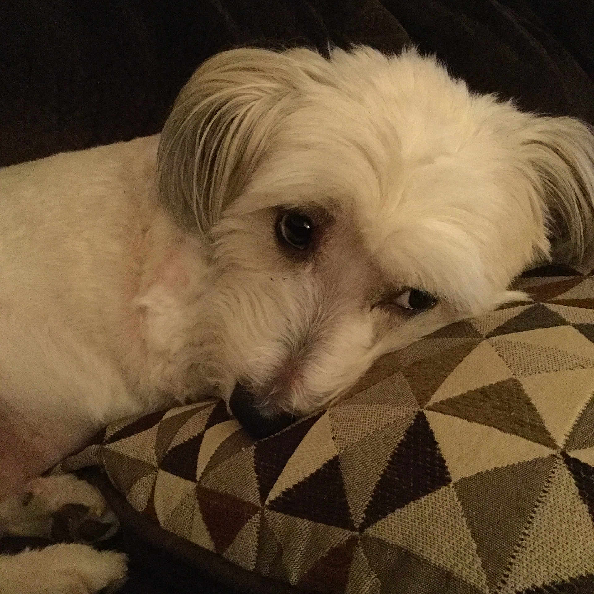 Sunny joined the competition — help win amazing prizes! dog, white_dog, resting, pillow, geometric_pattern, cozy, indoor, pet, fur, close_up, cute, animal, sleepy, soft_lighting, relaxing, companion, canine, comfort, home, laying_down