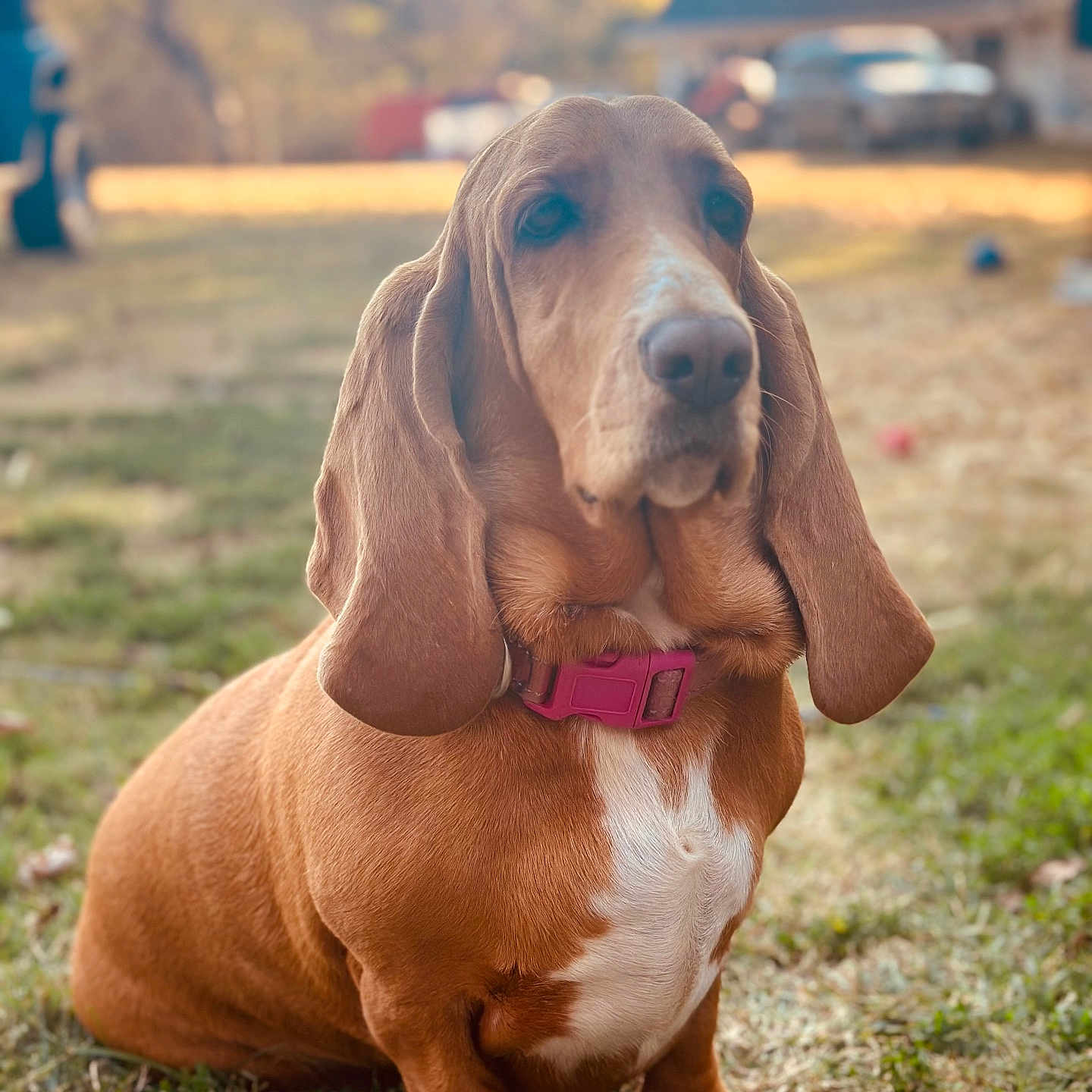 Marley is registered to the contest to win money with this photo: animal, basset_hound, brown, canine, closeup, collar, cute, daylight, dog, domestic_animal, ears, floppy_ears, friendly, grass, nature, outdoor, pet, portrait, sitting, white_chest