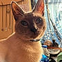 Zues is registered to the contest to win money with this photo: cat, siamese_cat, pet, indoor, close_up, fur, whiskers, collar, animal, curious, face, ears, eyes, water_bottle, necklaces, curtain, home, table, light, cozy