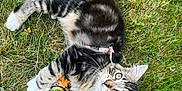 Andy participe au concours pour gagner de l'argent avec cette photo : kitten, cat, grass, toy, outdoor, playful, fur, pet, animal, whiskers, claws, nature, greenery, young, curious, paw, collar, striped, eyes, relaxed