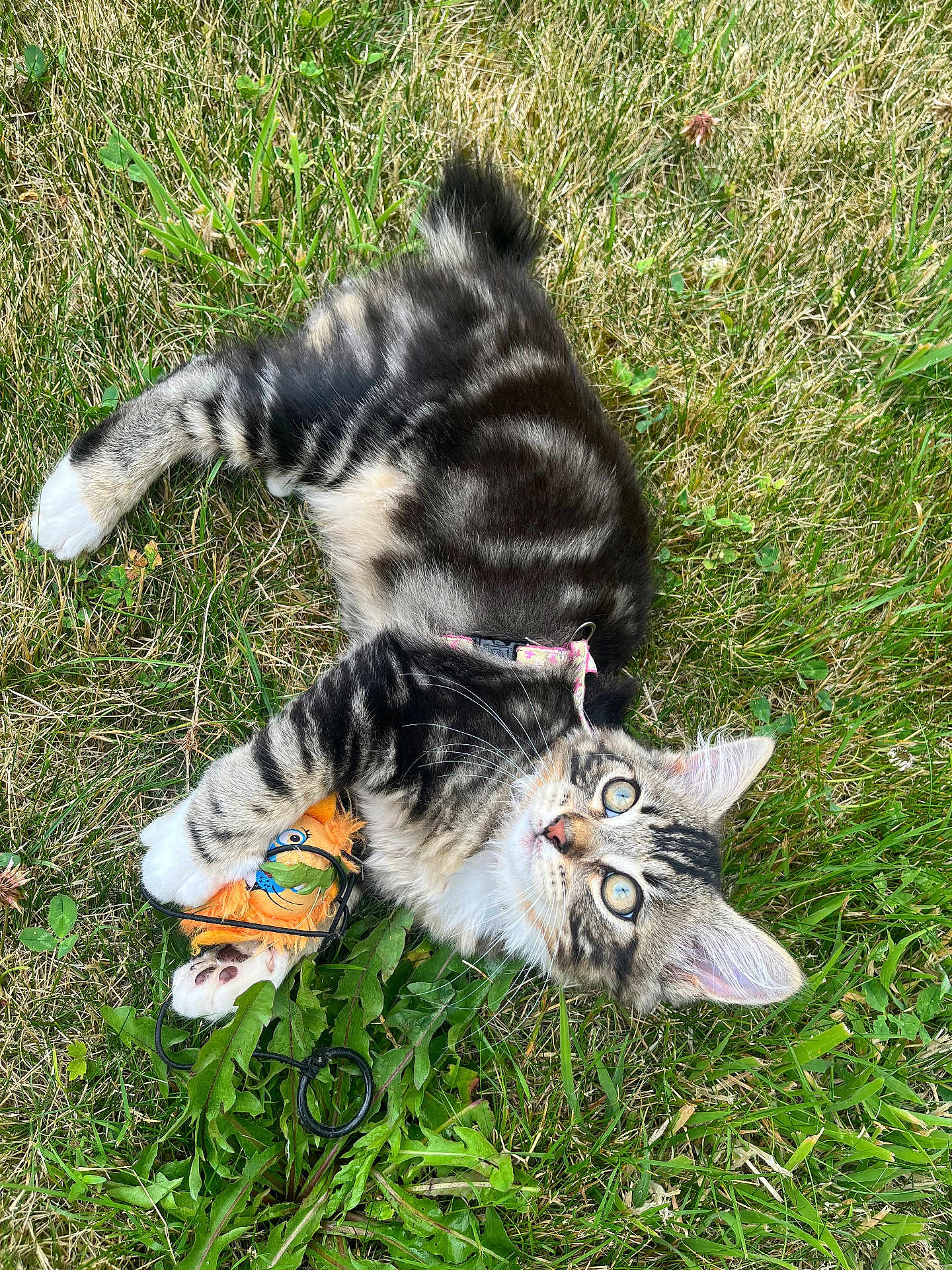 Andy participe au concours pour gagner de l'argent avec cette photo : kitten, cat, grass, toy, outdoor, playful, fur, pet, animal, whiskers, claws, nature, greenery, young, curious, paw, collar, striped, eyes, relaxed