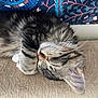 Andy a rejoint le concours — aidez-le/la à gagner de superbes lots ! cat, kitten, sleeping, tabby, fur, whiskers, ear, paw, closeup, resting, cute, pet, animal, cozy, indoor, soft, texture, pattern, background, relaxation